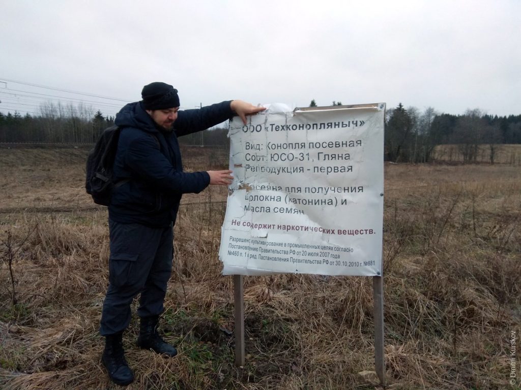 Конопляное поле в поселке Вруда